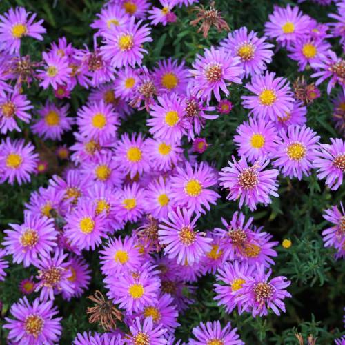 Aster d'automne violet