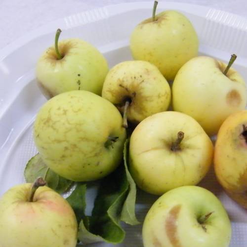 Pommier  cidre 'Petit Jaune'