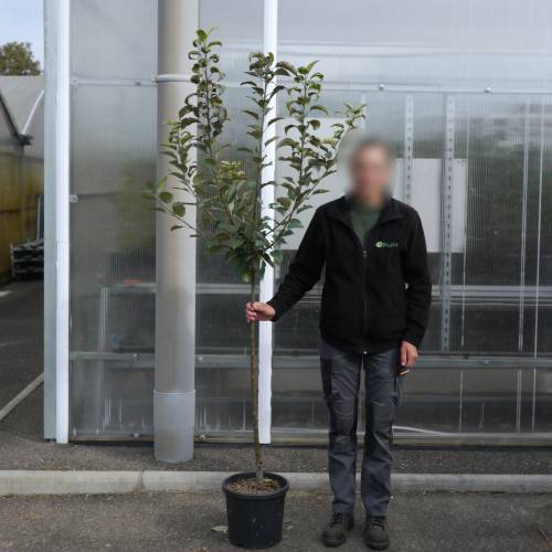 Pommier  cidre 'Petit Jaune'