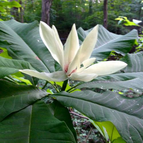 Magnolia parasol