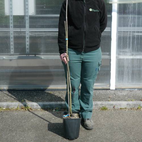 Caryer lacini�, Caryer �cailleux