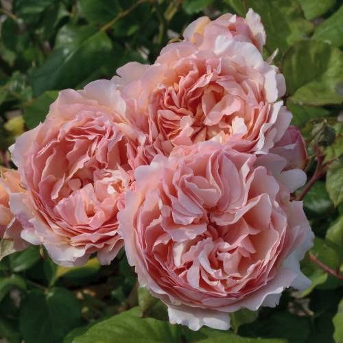 Rosier 'Princesse Charlne de Monaco'