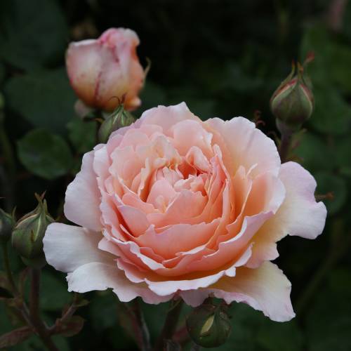 Rosier 'Princesse Charlne de Monaco'