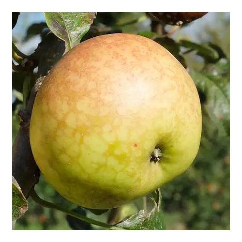 Pommier  cidre 'Guillevic'