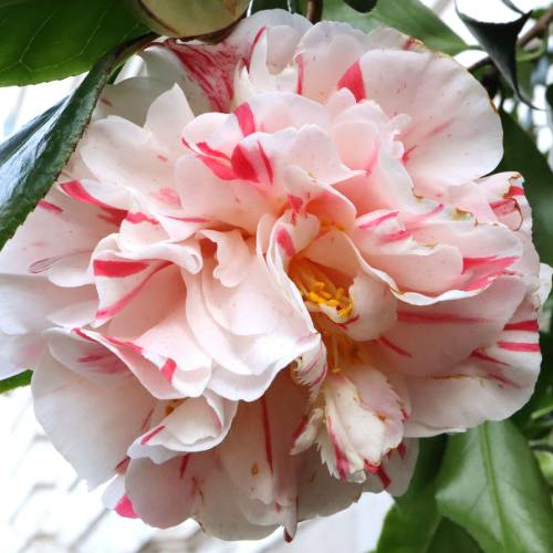 Cam�lia du Japon bicolore