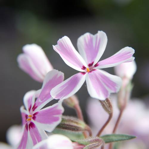 Phlox nain, Phlox mousse 'Candy Stripes'