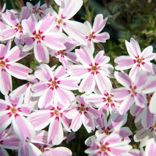 Phlox nain, Phlox mousse 'Candy Stripes'