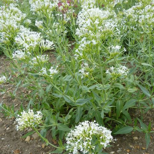 Valriane blanche