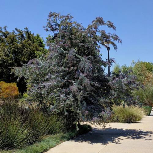 Mimosa de Bailey pourpre