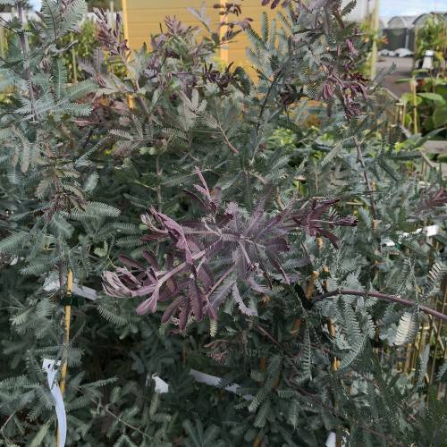 Mimosa de Bailey pourpre