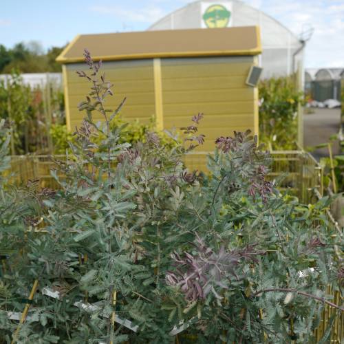 Mimosa de Bailey pourpre