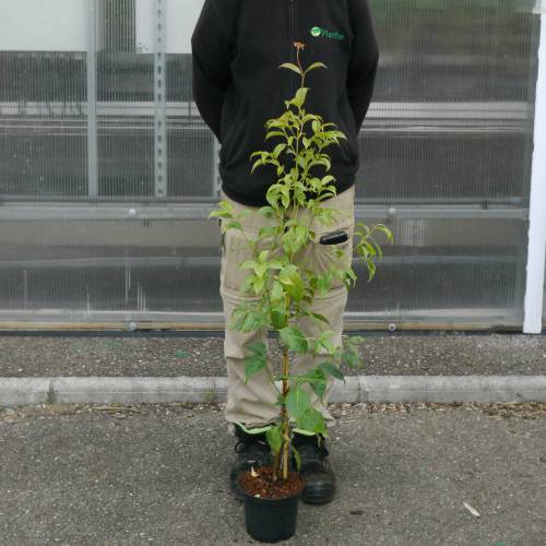 Cornouiller de Hong Kong