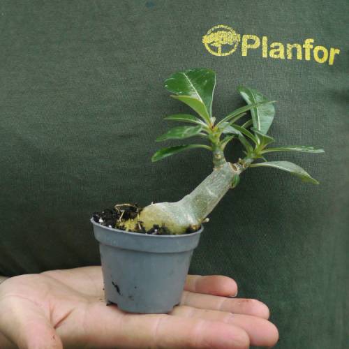 Rose du Dsert - Floraison rose