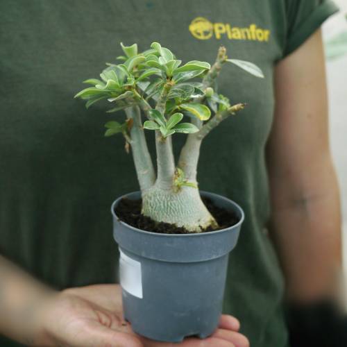 Rose du Dsert - Floraison rose