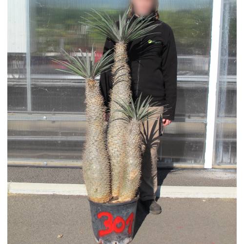 Palmier de Madagascar