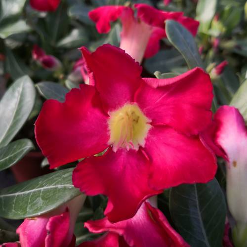 Rose du désert Adenium obesum - Jardinerie du théâtre