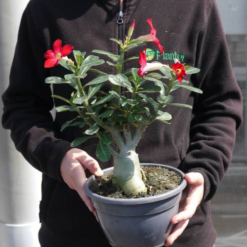15x Variegated Adenium Obesum (Desert Rose) wholesale