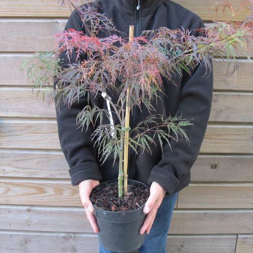 Erable du Japon 'Dissectum garnet'