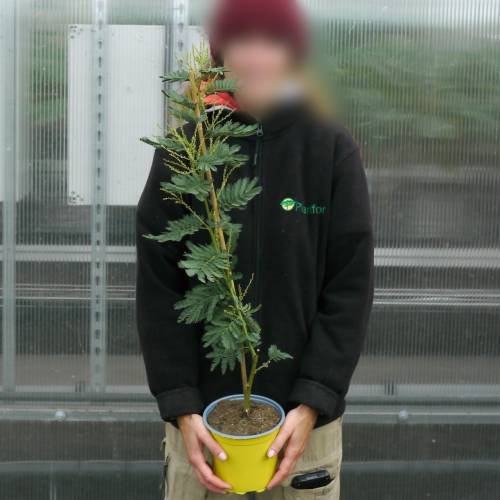 Mimosa 'Gaulois Astier'