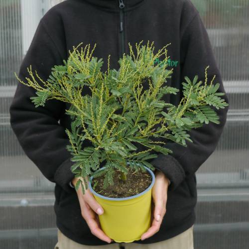 Mimosa 'Gaulois Astier'