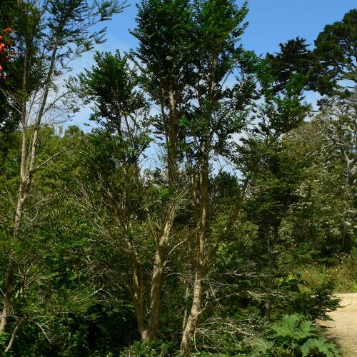 Azara  petites feuilles