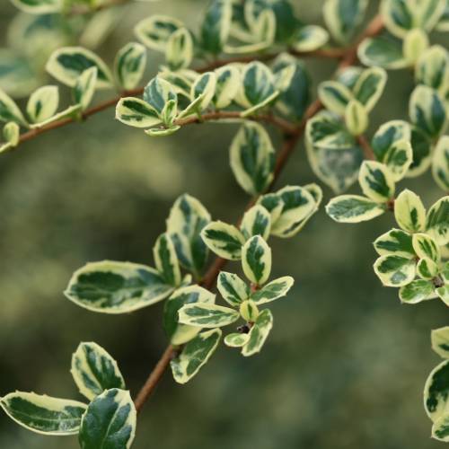 Azara  petites feuilles panaches