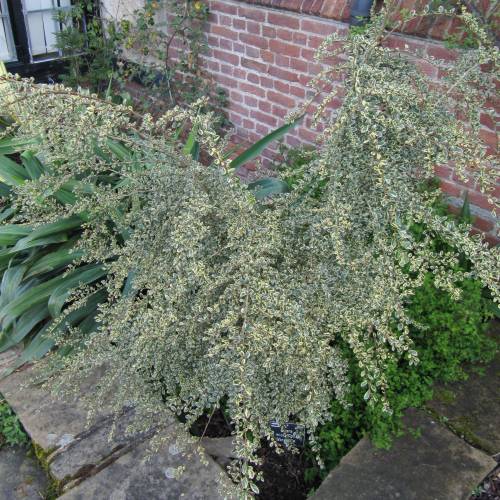 Azara  petites feuilles panaches