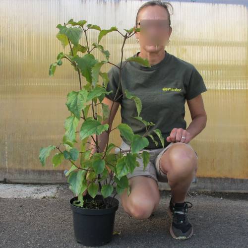 Clrodendron de Bunge