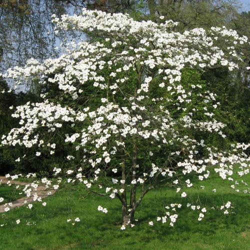 Cornouiller d'Amrique  fleurs blanches
