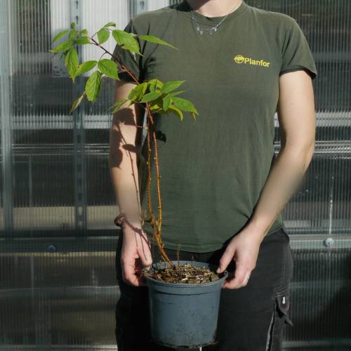 Framboisier 'Heritage'