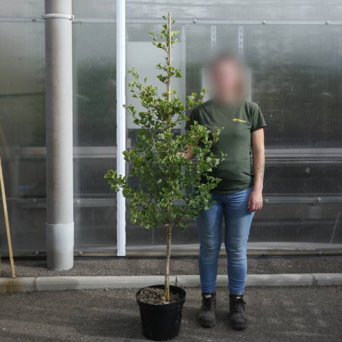 Ginkgo biloba fastigi