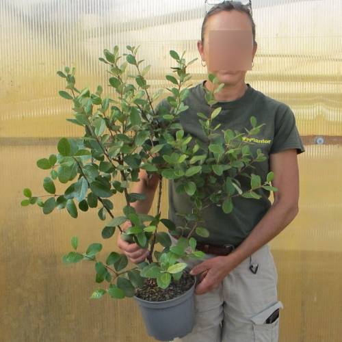 Goyavier de Montevideo, Acca, Goyavier du Brsil