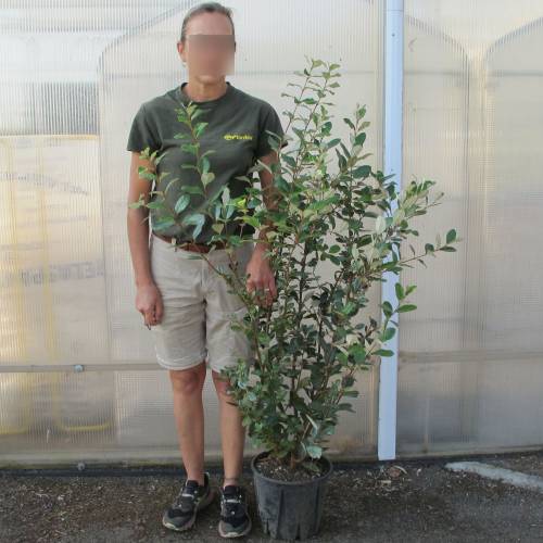 Goyavier de Montevideo, Acca, Goyavier du Brsil