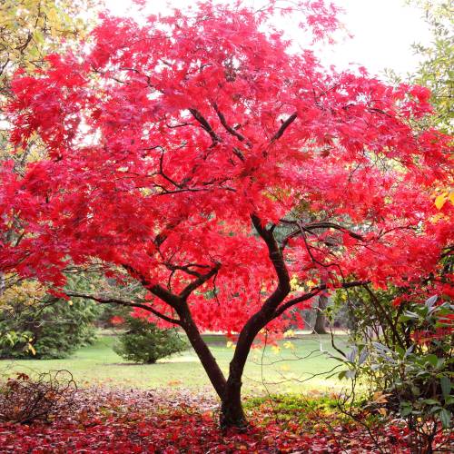 acer palmatum deshojo acer palmatum deshojo