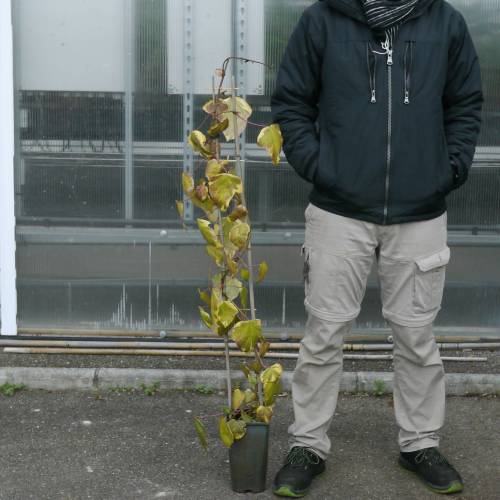 Lierre de Colchide 'Dentata Var.'