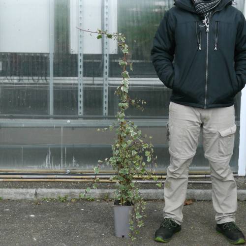 Lierre commun 'Glacier'