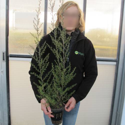 Arbre  th Rose, Manuka Rose