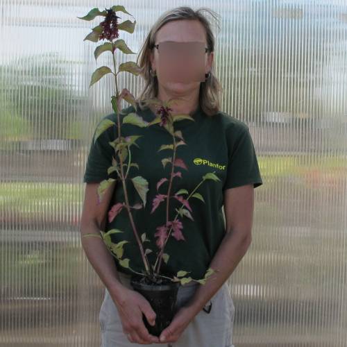 Arbre  faisans 'Purple Rain'