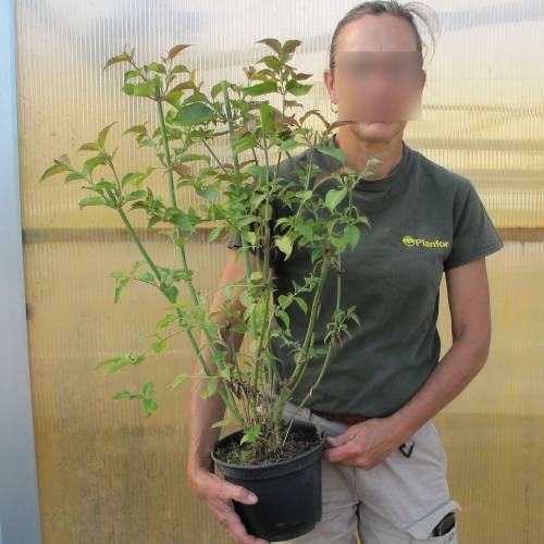 Arbre  faisans 'Purple Rain'