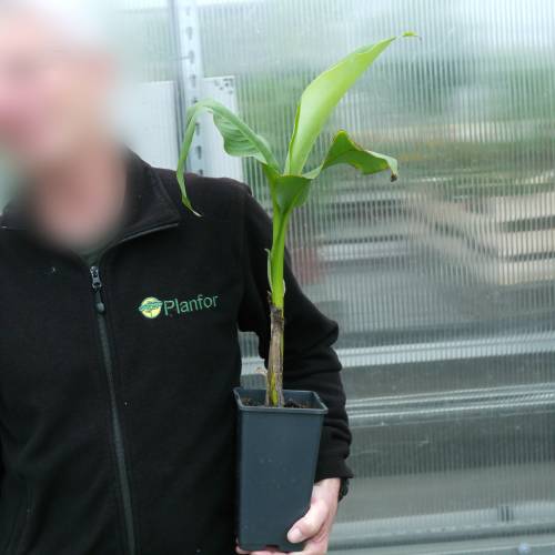 Bananier rustique, Bananier du Japon