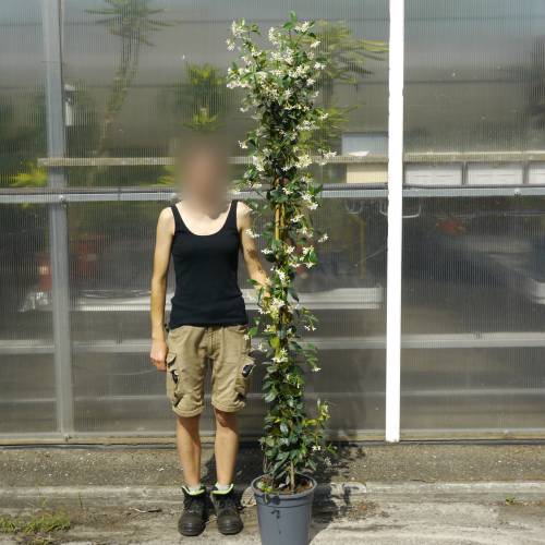 Jasmin �toil�