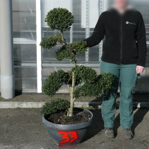 Houx cr�nel� taill� en nuage