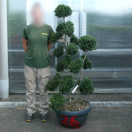 Houx cr�nel� taill� en nuage