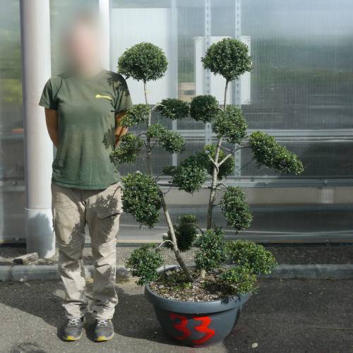 Houx cr�nel� taill� en nuage