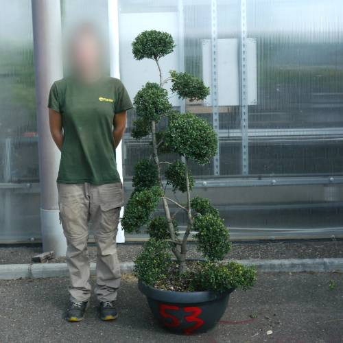 Houx cr�nel� taill� en nuage