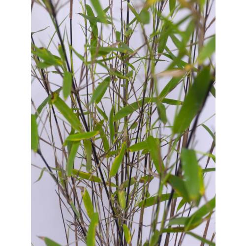 Bambou Fargesia nitida 'Black Pearl'