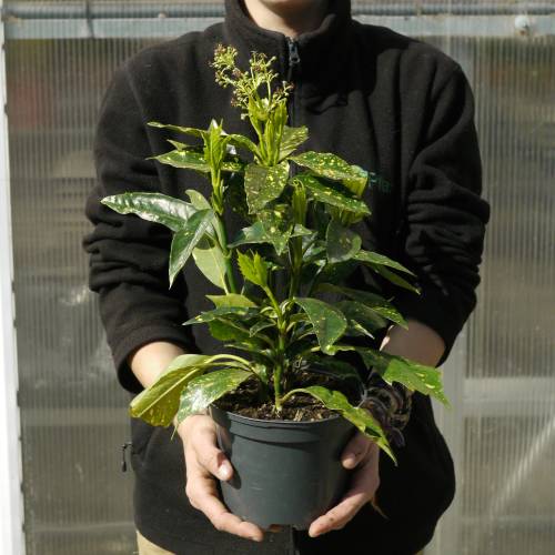 Aucuba du Japon 'Crotonifolia'