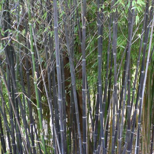 Bambou Phyllostachys nigra