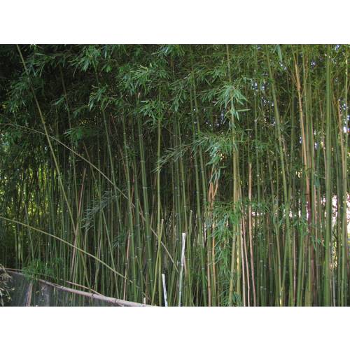 Bambou Phyllostachys humilis