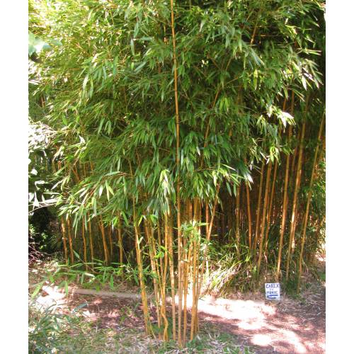 Bambou Phyllostachys aureo. Aureo